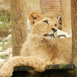 African Lion (Panthera leo bleyenberghi) at Jardim Zoológico de Lisboa, Portugal*