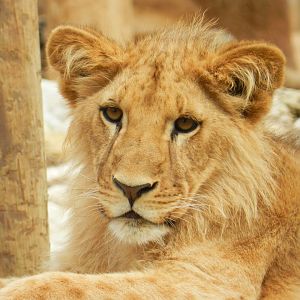 African Lion (Panthera leo bleyenberghi) at Jardim Zoológico de Lisboa, Portugal*