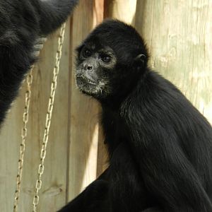 Colombian Spider Monkey (Ateles fusciceps rufiventris) at Jardim Zoológico de Lisboa, Portugal*