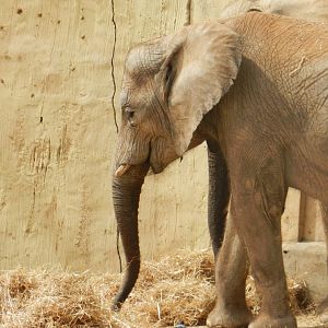 African Elephant (Loxodonta africana) at Jardim Zoológico de Lisboa, Portugal*