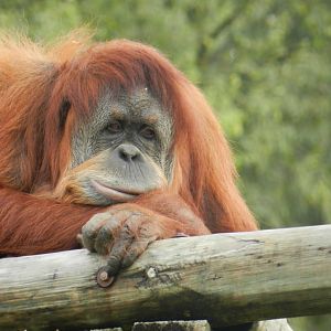 Sumatran Orangutan (Pongo abelii) at Jardim Zoológico de Lisboa, Portugal*