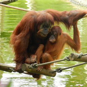 Sumatran Orangutan (Pongo abelii) at Jardim Zoológico de Lisboa, Portugal*
