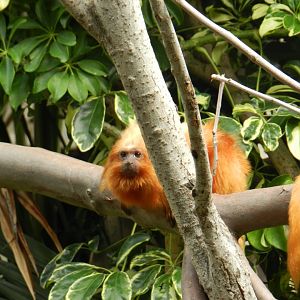 Golden Lion Tamarin (Leontopithecus rosalia) at Jardim Zoológico de Lisboa, Portugal*