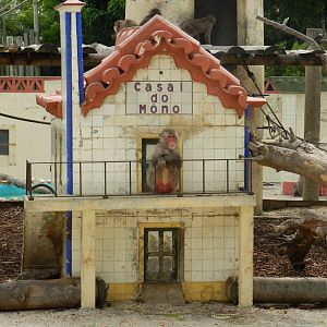 Japanese Macaque (Macaca fuscata) at Jardim Zoológico de Lisboa, Portugal*