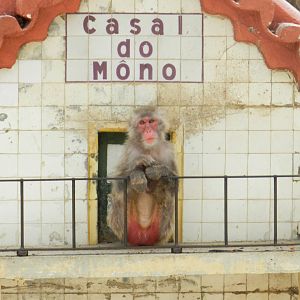 Japanese Macaque (Macaca fuscata) at Jardim Zoológico de Lisboa, Portugal*