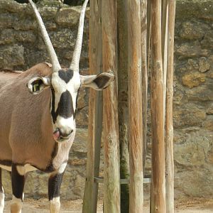 South African Oryx (Oryx gazella) at Jardim Zoológico de Lisboa, Portugal*