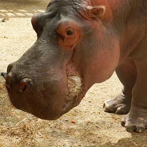 Hippopotamus (Hippopotamus amphibius) at Jardim Zoológico de Lisboa, Portugal*