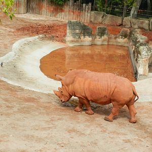 White Rhinoceros (Ceratotherium simum) at Jardim Zoológico de Lisboa, Portugal*