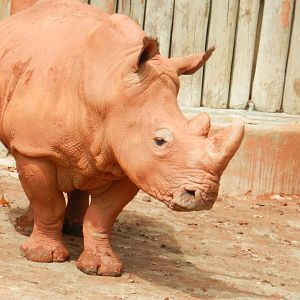 White Rhinoceros (Ceratotherium simum) at Jardim Zoológico de Lisboa, Portugal*