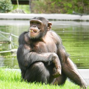 Chimpanzee (Pan troglodytes) at Jardim Zoológico de Lisboa, Portugal*