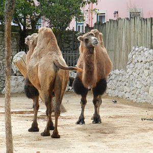 Bactrian Camel (Camelus bactrianus) at Jardim Zoológico de Lisboa, Portugal*