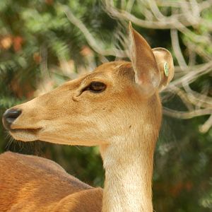 Eld's Deer (Rucervus eldii thamin) at Jardim Zoológico de Lisboa, Portugal*