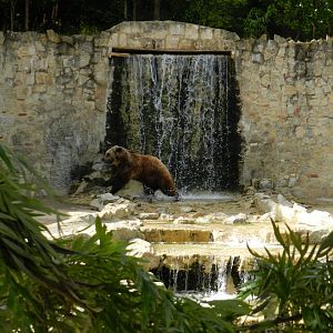 Brown Bear (Ursus arctos) at Jardim Zoológico de Lisboa, Portugal*