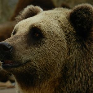 Brown Bear (Ursus arctos) at Jardim Zoológico de Lisboa, Portugal*