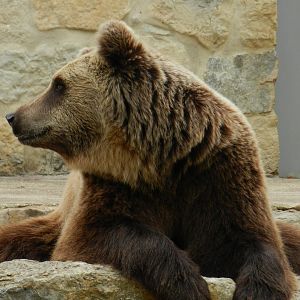 Brown Bear (Ursus arctos) at Jardim Zoológico de Lisboa, Portugal*