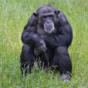 Western chimpanzee (Pan troglodytes verus)