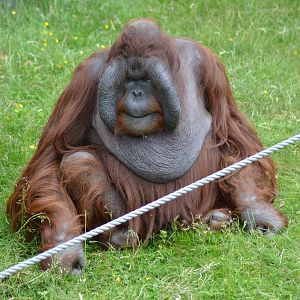 Bako the orangutan