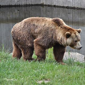 Eurasian brown bear (Ursus arctos arctos)