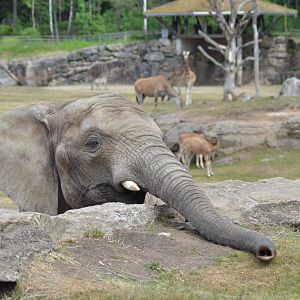 Elephant and other animals on the savannah