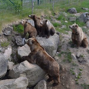 Curious brown bears