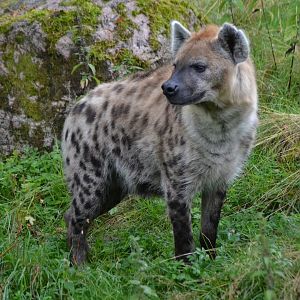 Spotted hyena (Crocuta crocuta) at Borås Zoo