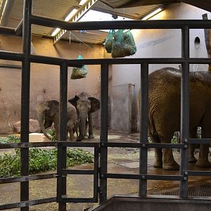 Elephants in the old part of the elephant house