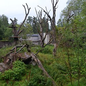 Amur tiger exhibit in Borås Zoo