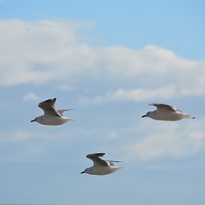 Red-billed gulls