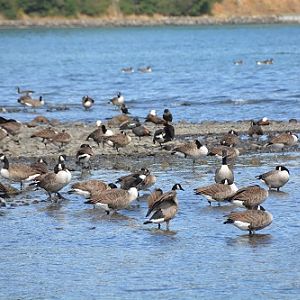 Mainly Canada geese