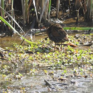 Virginia Rail