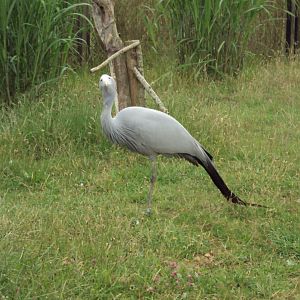 Paradise Crane 23/06/2019