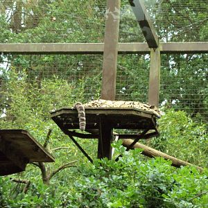 Clouded Leopard 23/06/2019