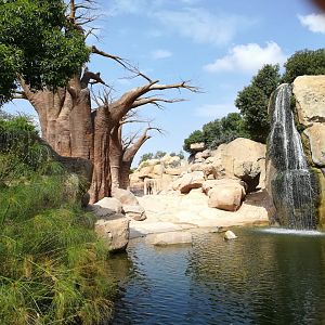 Elephant exhibit -Bioparc Valencia (Summer 2017)