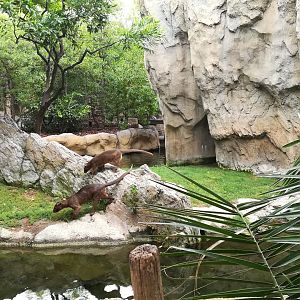 Fossa exhibit -Bioparc Valencia (Summer 2017)