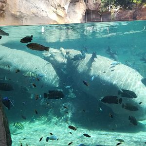 Nile hippopotamus -Bioparc Valencia (Summer 2017)