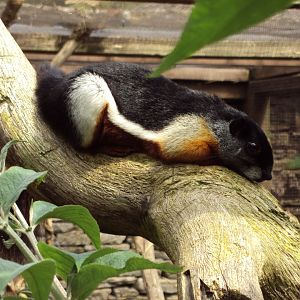 Prevost Squirrel 23/06/2019