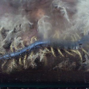 Chinese Red-headed Centipede (Scolpendra subspinipes mutilans) 23/06/2019