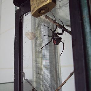 Black Widow Spider (Latrodectus mactans) 23/06/2019