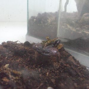 Red Clawed Scorpian (Pandinus cavimanus)