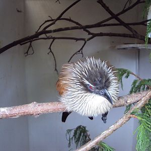 White-browed Coucal 23/06/2019