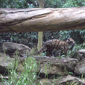 Clouded Leopard with dinner 23/06/2019