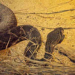 Eastern Diamond-backed Rattlesnake 23/06/2019