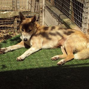 New Guinea Singing Dog 29/06/2019