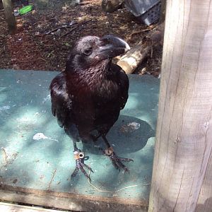 White-naped Raven 29/06/2019