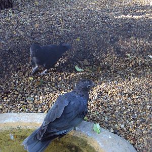 Vasa Parrot 27/10/2019