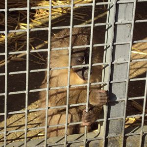 Young Golden-bellied Mangabey 27/10/2019