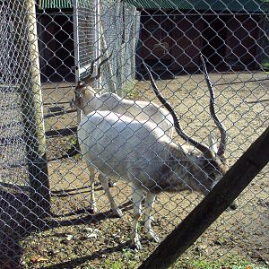 Addax 27/10/2019