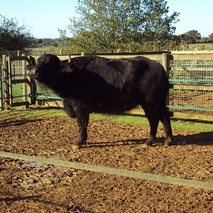 Southern European Water Buffalo 27/10/2019