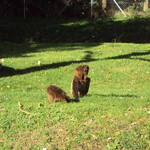 Red-bellied Lemurs 27/10/2019