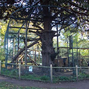 View of extension to Amur Leopard enclosure 27/10/2019